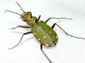 Cicindela campestris
